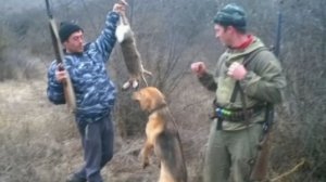 Охота на зайца