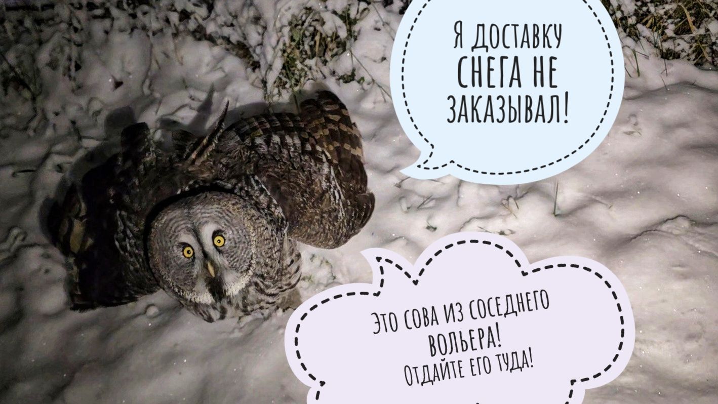Ого, совам выдали снег! Сидим без интернета уже сутки. Делюсь впечатлениями смотреть онлайн