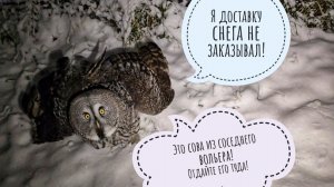 Ого, совам выдали снег! Сидим без интернета уже сутки. Делюсь впечатлениями