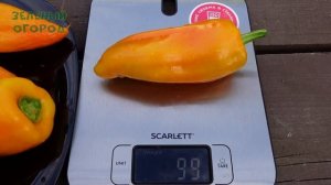 Сладкий перец ИВОЛГА. Обзор сортов ПЕРЦА!