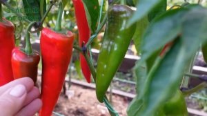 Сладкий перец ЧЕРВЕНА ЧУШКА (Chervena Chushka). Обзор сортов ПЕРЦА!