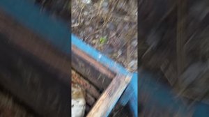 Нашел заброшенную пасеку! Пчелы живут на автопилоте!