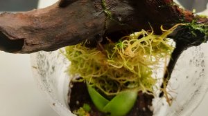 Укоренение дисхидии платифилы 2