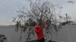 Наряжаем двор находками из потерянных посылок к Рождеству! Получилось красота! Облом от снеговика..