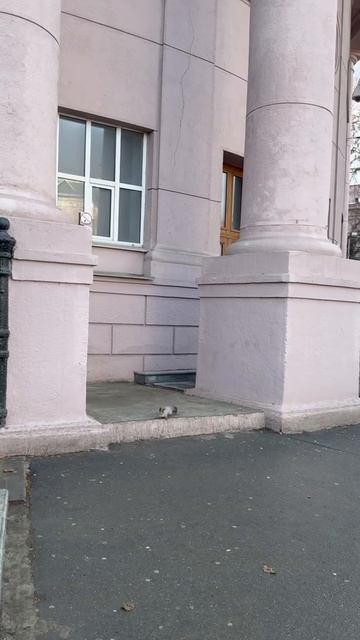 Доброе утро, КНИТУ 🐿 Кто-то очень спешит на пары)) смотреть онлайн