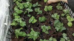 НОВОСТИ ИЗ ТЕПЛИЦ. ЧЕРЕНКИ И  МАТОЧНИКИ ХРИЗАНТЕМЫ.