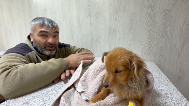 Спасаем щенка от гибели смотреть онлайн