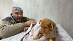 Спасаем щенка от гибели