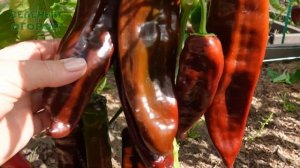 Сладкий перец ШПИЦПАПРИКА ШОЛОЛАД (Spitzpaprika Chocolate). Обзор сортов ПЕРЦА!