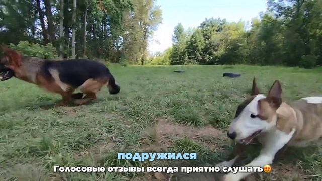 Зоогостиница. Передержка собак. Кинолог Игорь Алтайский.