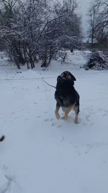 Первый снег 🥰 #первыйснег #первый_снег #первыйзимнийснег смотреть онлайн