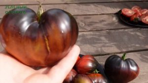 Томатный гном ЛЕПРЕКОН САША (Dwarf Leprechaun Sasha). Обзор сортов ТОМАТОВ!