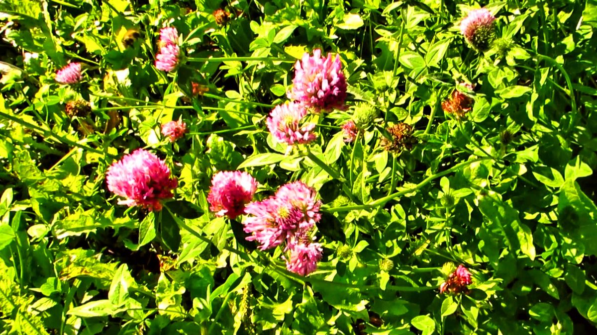 Клевер смотреть онлайн