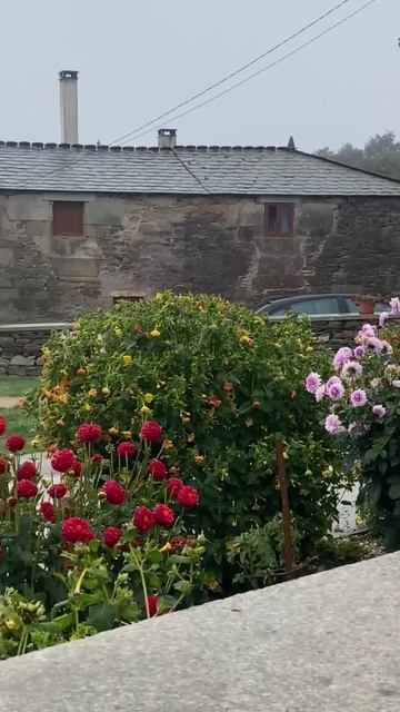 Цветы на нашем пути. Камино-де-Сантьяго. День второй смотреть онлайн