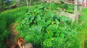 Супер урожай кабачков.150 штук с 3 кустов.часть 1.