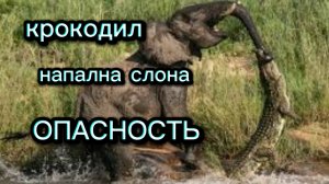 КРОКОДИЛ НАПАЛ НА СЛОНА