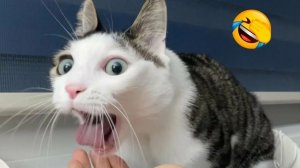 СМЕШНО ДО СЛЕЗ 😹😍 СМЕШНЫЕ КОТЫ, ЛУЧШИЕ ПРИКОЛЫ С КОТАМИ, СОБАКАМИ КОШКИ,СОБАКИ , ЖИВОТНЫЕ 🥰