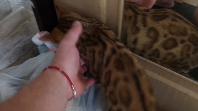 БЕНГАЛ: ВМЕСТЕ МЕСЯЦ😺