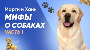 МИФЫ О СОБАКАХ / ЧАСТЬ 1 / СОБАКЕ НУЖЕН ЧАСТНЫЙ ДОМ? / СЫР В ВИДЕ ПОХВАЛЫ / ВЫГУЛ В ЧАСТНОМ ДОМЕ