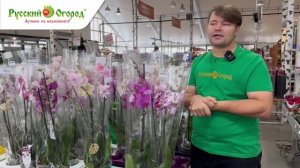 Уход за орхидеей. Полный список рекомендаций.