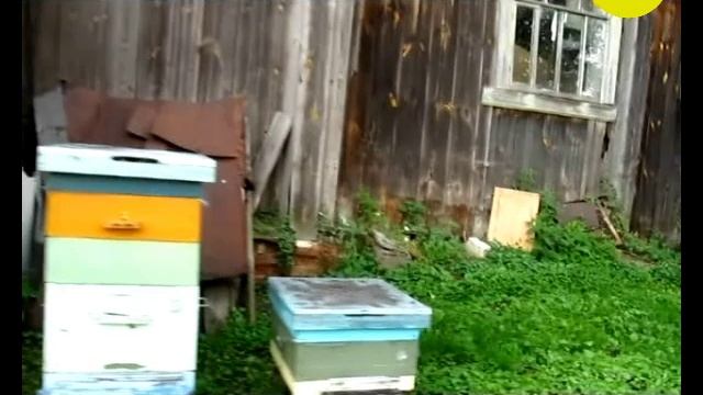 Последствия гибели пчёл после дождя смотреть онлайн