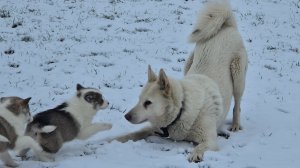 Первый снег для щенков