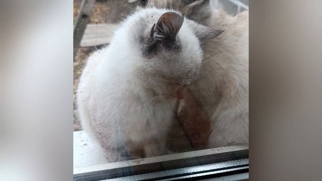 Котёнок и мама🐱🐱 смотреть онлайн