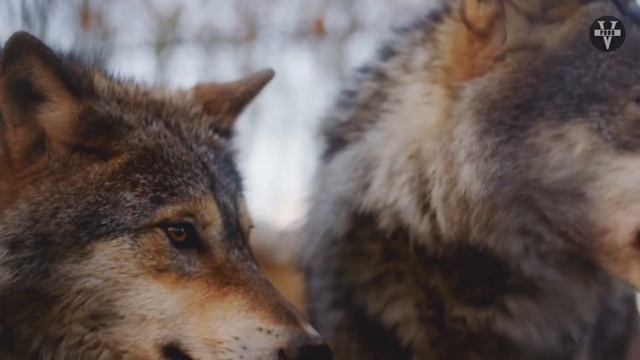 Garik Garik Судьба капканы расставит.... смотреть онлайн