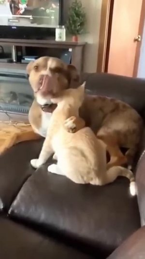 Кошка и🤣 собака весте,значит всегда смешно и весело🤣