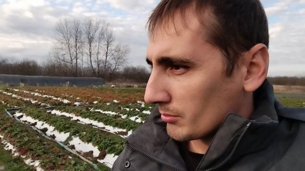 Агроном клубничник