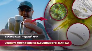 Сухой залив, солёно-пресная вода и мир микробов под микроскопом!