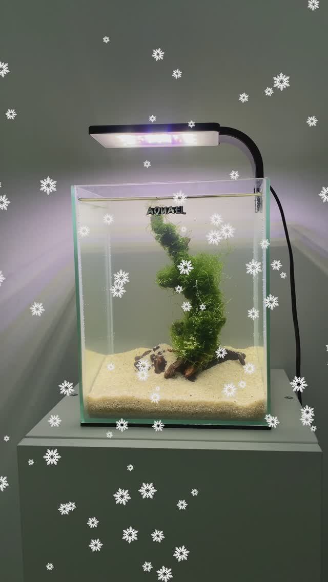 Ёлочка из мха в аквариуме AQUAEL SHRIMP SET (Акваэль Шримп Сет)