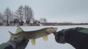 ЭТО ПРОСТО ЖЕСТЬ, НАШЕЛ ЩУЧЬЮ ТРОПУ И ПОПАЛ НА ДИКИЙ ЖОР ЩУКИ В ГЛУХОЗИМЬЕ. Рыбалка на балансир 2025