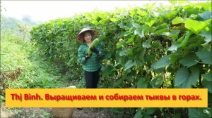 Thị Bình. Как вьетнамские девушки сажают, ухаживают и собирают тыквы в горах.
