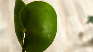 Дисхидия платифила, укоренение 1часть