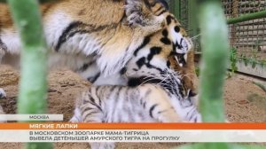 В Московском зоопарке мама-тигрица вывела детёнышей амурского тигра на прогулку