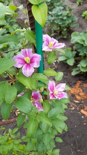 Клематис Pink Fantasy (Пинк Фэнтези ). смотреть онлайн