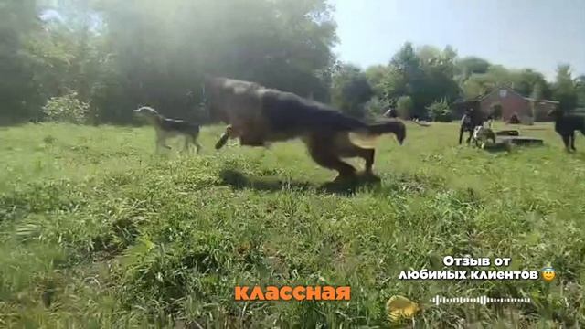 Зоогостиница. Передержка собак. Кинолог Игорь Алтайский.