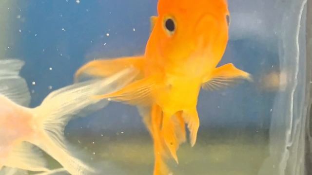 «Мир сквозь хрустальный пузырь: макромир золотых рыбок» смотреть онлайн