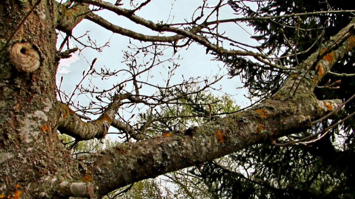 Весенний дубок смотреть онлайн