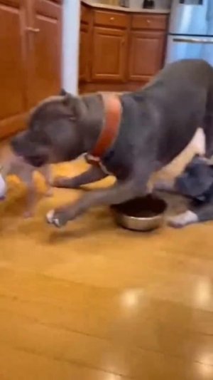 Маленькие собаки пугают больших собак