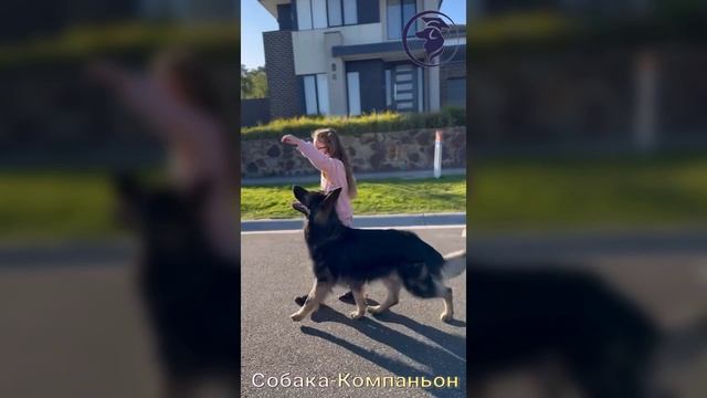 Как научить команде "РЯДОМ!"?  Кинолог Игорь Алтайский.