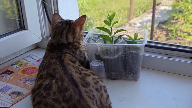 БЕНГАЛ: ПЕРЕЕЗД В ДЕРЕВНЮ😺