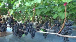 Виноград Степной призёр ( Лауреат ) 2025г