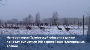 На территории Тамбовской области в дикую природу выпустили 100 европейских благородных оленей