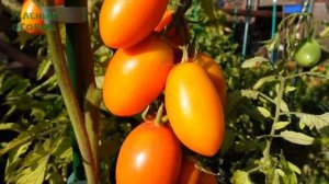 Томат ЛИСИЧКА. Обзор сортов ТОМАТОВ!