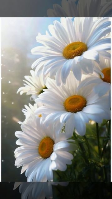 Футаж. Ромашки. смотреть онлайн