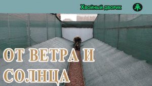 Укрываем черенки туи на зиму от ветра и солнца в мороз, Питомник «Хвойный дворик».