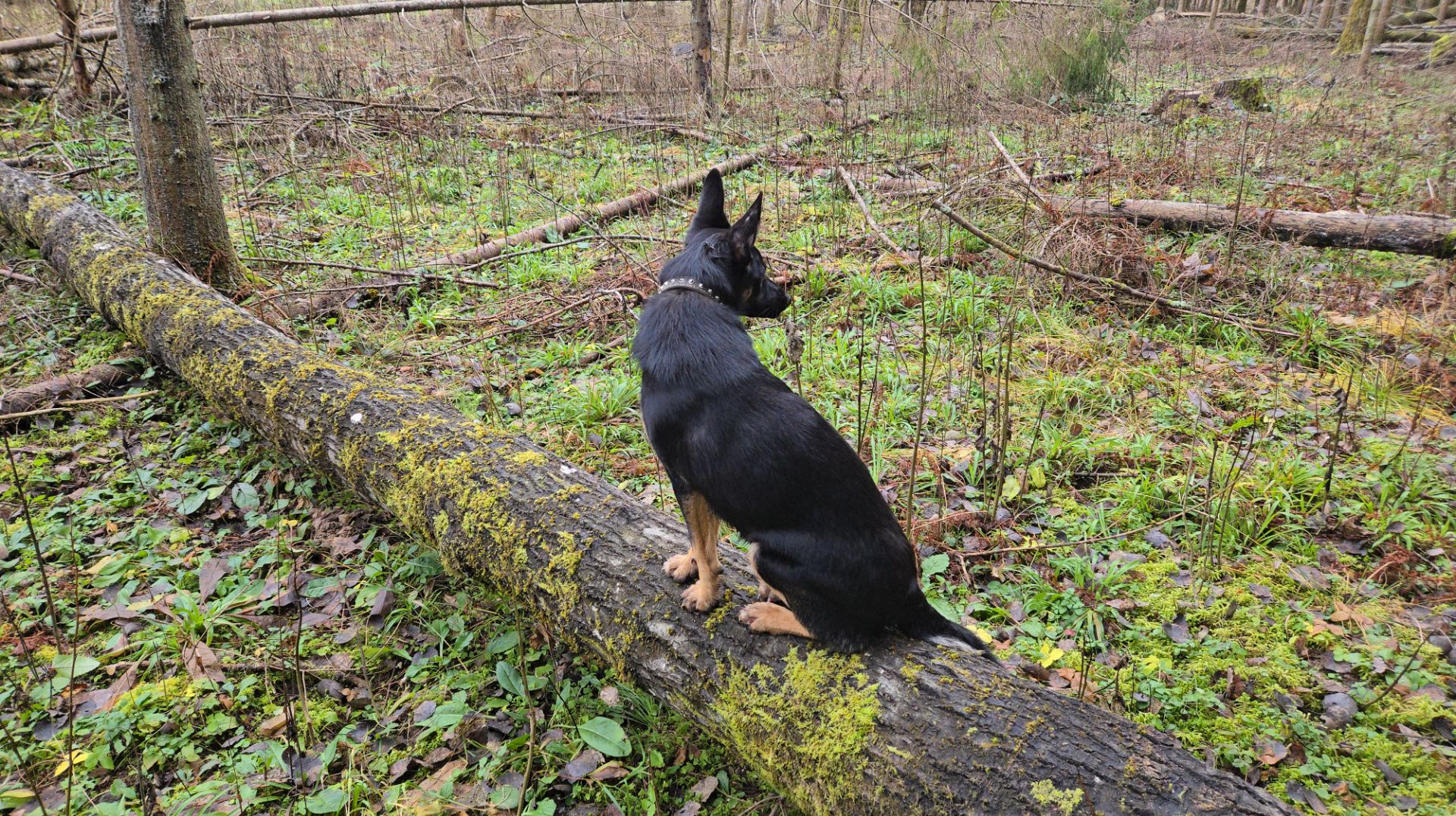 Прогулка за деревяшками, коробка с подарками и приятный вечер в Избушке смотреть онлайн