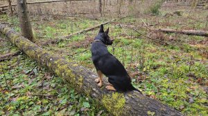 Прогулка за деревяшками, коробка с подарками и приятный вечер в Избушке